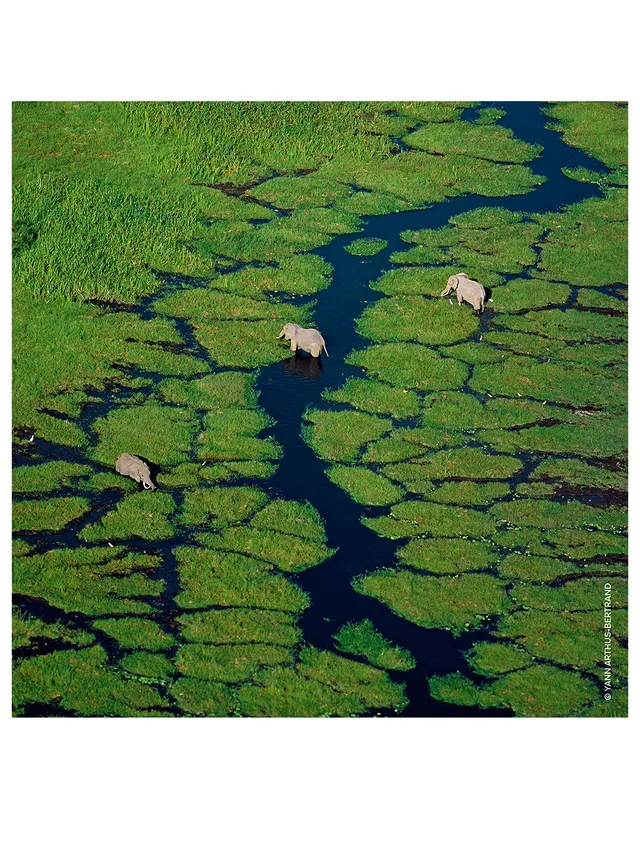 Guerlain Aqua Allegoria Herba Fresca Eau De Toilette - Image 4